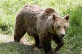 Encore une attaque mortelle d’ours au Japon ? Un homme retrouvé mort en forêt, l’animal suspecté
