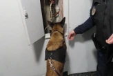 « Mon avenir, je le vois en prison » : dans l’Oise, une « nourrice » démasquée par un chien anti-drogues