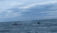« Elle nageait plus vite que le bateau » : dans l’Aude, une baleine aperçue à 300 m de la plage