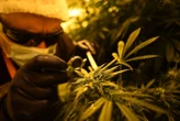 Ile-de-France : le cannabiculteur fugueur rattrapé par la patrouille