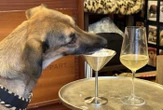 Plus de 40 chiens réunis à table : la marque de croquettes Bab’in organise le plus grand dîner canin à Paris en vue d’un record