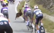 Tour d’Italie : quand une chèvre se jette sur un coureur en plein milieu de la 3e étape en Albanie