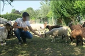 Seine-et-Marne : l’association Théo Sheep and Co reconnue coupable de mauvais traitements envers ses animaux