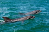 Normandie : et si vous participiez à la protection des dauphins ?
