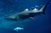 Une femme aurait été mordue par un requin sur une plage de New York