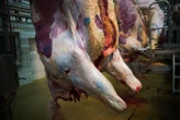 Mouton découpé vivant, bovin agonisant au sol… L214 porte plainte contre l’abattoir de Meaux