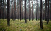 « Une menace sanitaire majeure » pour les forêts : un foyer de nématode du pin détecté dans les Pyrénées-Atlantiques