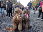 « C’est historique » : sur les Champs-Élysées, des centaines de chiens défilent pour la marche des animaux