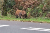 Un Italien tue son ami le jour de l’ouverture de la chasse, il voulait abattre un sanglier