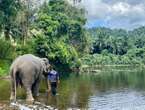 Une touriste espagnole de 22 ans meurt après avoir été attaquée par un éléphant qu’elle lavait en Thaïlande