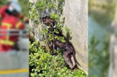 « Chaque vie compte » : à Beauvais, les pompiers sauvent un chien de la noyade