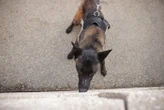 « Une perte tragique » : un maître-chien américain accusé d’avoir laissé deux chiens policiers mourir dans une voiture surchauffée