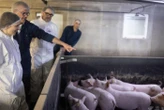 Dans le Finistère, l’IA contribue à améliorer le bien-être des animaux d’élevage
