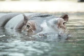 Côte d’Ivoire : un hippopotame renverse une pirogue, 11 disparus dont un nourrisson