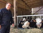 Comment la vache normande essaie de reconquérir son territoire