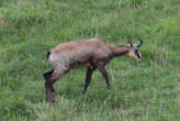 Dans le massif des Vosges, les chamois accusés de menacer la flore