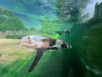 Canicule : sans banquise, comment les Manchot peuvent-ils survivre au parc Biotropica ?