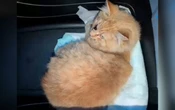 Fracture du nez et hanches luxées : un chat secouru 24 heures après avoir été percuté par un train à New York