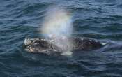 Les baleines bleues absorberaient jusqu’à 10 millions de morceaux de microplastiques par jour