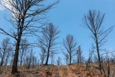 « Un niveau de danger très élevé » : l’Aude et la Drôme placés en alerte maximale aux feux de forêts samedi