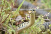 « Les vipères préfèrent garder leur venin pour chasser » : en Charente-Maritime, SOS Serpents apaise les inquiétudes des riverains