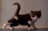 « Il est très coriace » : un chaton coincé sous une voiture survit à un trajet de plus de 400 kilomètres