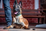Deux enfants mordus par un chien errant près de Toulouse, les gendarmes contraints d’ouvrir le feu
