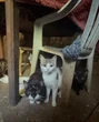 Seine-Saint-Denis : une cinquantaine de chats sauvés d’un logement insalubre au Blanc-Mesnil