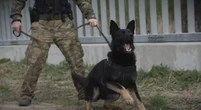 Barbelés, soldats armés et chiens aboyant : la vidéo choc de la Pologne pour dissuader les migrants de venir