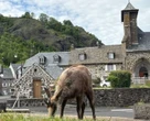 « Elle vient manger dans la main ! » : une femelle chamois a adopté ce village du Cantal