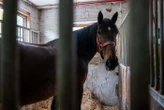 Mutilations de chevaux en Normandie : ce que l’on sait du suspect, qui dit avoir « obéi à des pulsions »