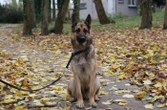 Il avait traîné son berger malinois avec sa voiture : un homme condamné à un an ferme pour avoir mutilé son chien