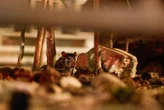 « J’aimerais savoir s’il y a un danger » : à Paris, deux élèves de maternelle mordus par des rats dans la cour de récréation