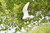 «Cils blancs et bec rouge et noir, comme s’il venait de se maquiller» : dans le Loiret, cet oiseau intrigue