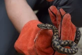 Le personnel a d’abord « pensé à une écharde » : un Américain de 4 ans mordu par un serpent alors qu’il jouait dans la cour de récréation