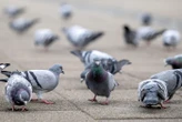 « Il y a un pigeon dans l’avion » : un vol Delta Air Lines empêché de décoller à cause de l’incursion de deux oiseaux à bord