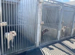 « On va jusqu’en Bretagne pour transférer nos chiens » : la fourrière du Loiret qui refuse l’euthanasie fait face à la saturation