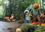 Aube : les 60 tonnes de citrouilles qui orneront Nigloland pour Halloween proviennent de circuits courts