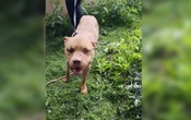 Chiens torturés à Pierrefitte : le propriétaire incarcéré en attendant son procès