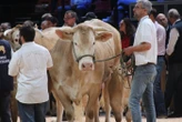 Sommet de l’élevage 2026 : le grand retour des vaches à Clermont-Ferrand