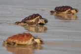 « Nous sommes à côté d’une pouponnière » : les tortues caouannes, la nouvelle attraction des plages en Méditerranée