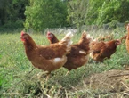 Bien-être animal : Maître Coq et Le Gaulois tournent le dos aux élevages intensifs, l’association L214 se réjouit