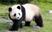 Parcs zoologiques : retrouvez la grande parade des animaux cet été