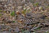 La randonnée tourne au cauchemar : un Américain de 37 ans se fait mordre par un serpent lors d’une sortie en Isère