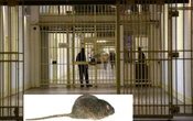 Prisons : un avocat plaide la levée de la détention provisoire de son client en exhibant un rat