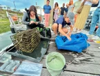 « Les poissons sont de retour ! » : dans le port de Rouen, les nurseries artificielles font le plein