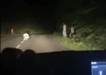 « Mon fils a failli sortir de la route » : de nuit, ils s’amusent à faire peur aux voitures avec un panda en peluche