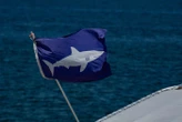 « Il n’a pas arrêté de me mettre des coups de dent » : un triathlète français affirme avoir été mordu par un requin en Sardaigne