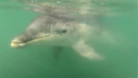« Plusieurs personnes ont été verbalisées » : stop au harcèlement de la dauphine présente dans la baie de Saint-Jean-de-Luz !