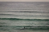 Australie : un homme de 39 ans tué dans une attaque de requin sur un banc de sable